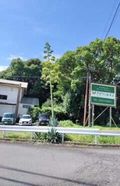 ｱｲｳｪﾙﾈｽさん🌵竜舌蘭（リュウゼツラン）開花スタート🌵